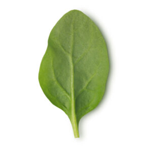 Espinaca baby