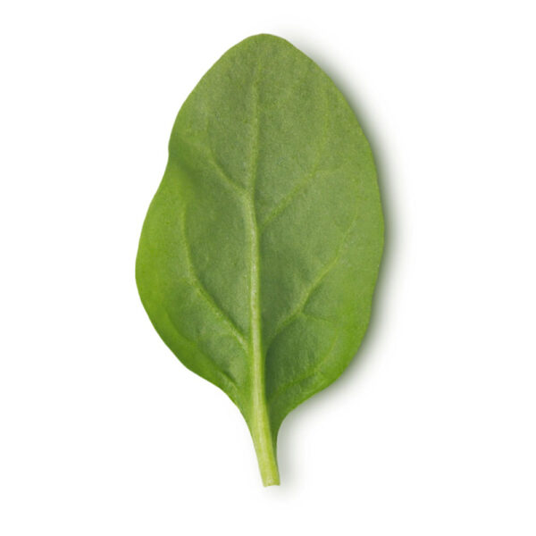 Espinaca baby