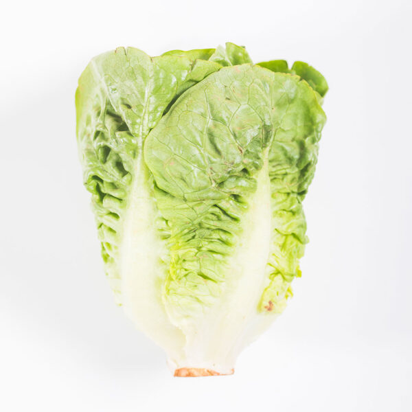 Lechuga romana