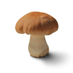 Boletus