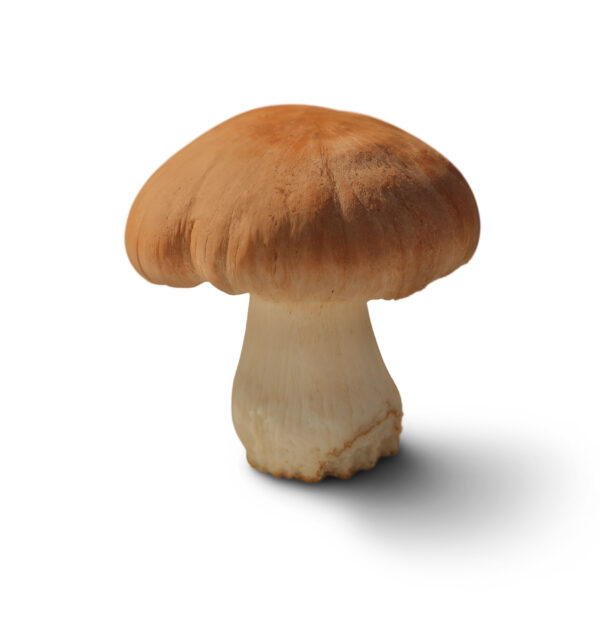 Boletus