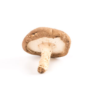 Setas shitake