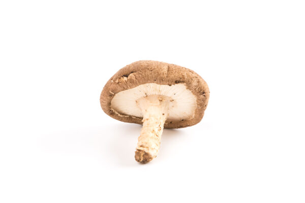 Setas shitake