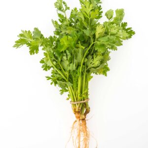 Cilantro