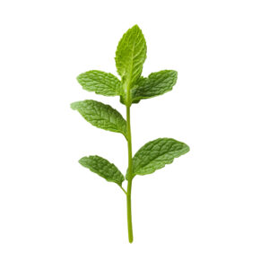 Hierbabuena (menta)