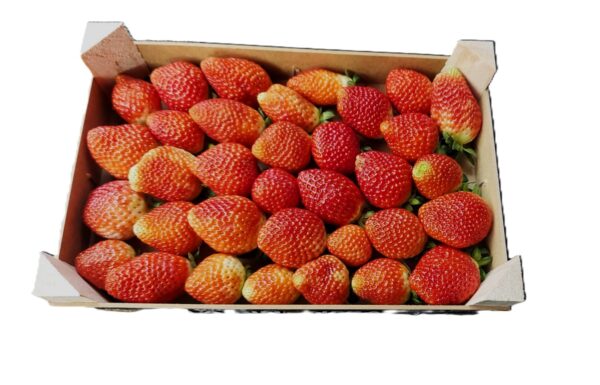 fresas en una caja
