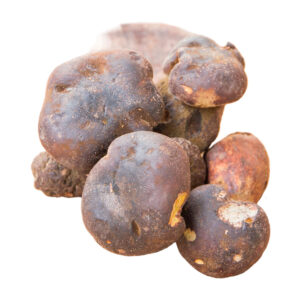 boletus uno encima del otro