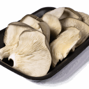 Setas Ostra / bandeja